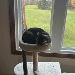 Meet your Posher, Shannon